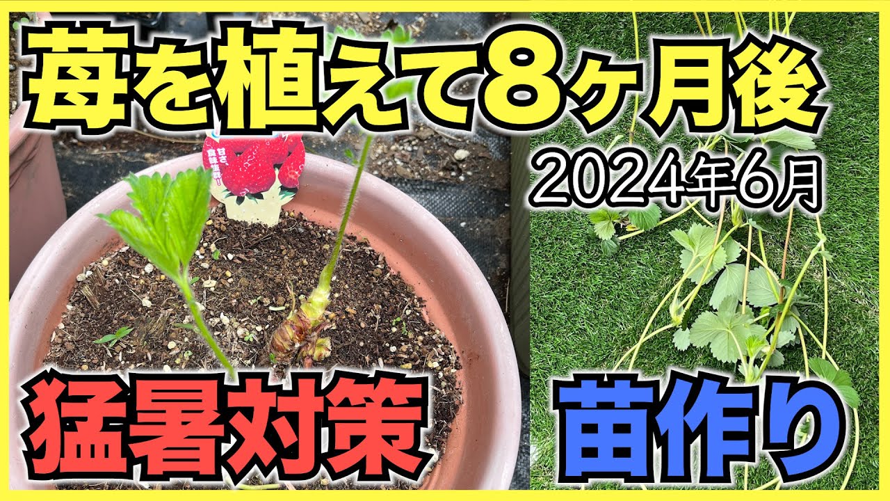 【家庭菜園のいちご2024年6月】いちごを植えて8ヶ月後の生育！猛暑対策の葉かきと苗作り準備