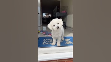 Kenny the Talking Dog uses buttons to decide whether he wants the garden or go for a walk #Shorts