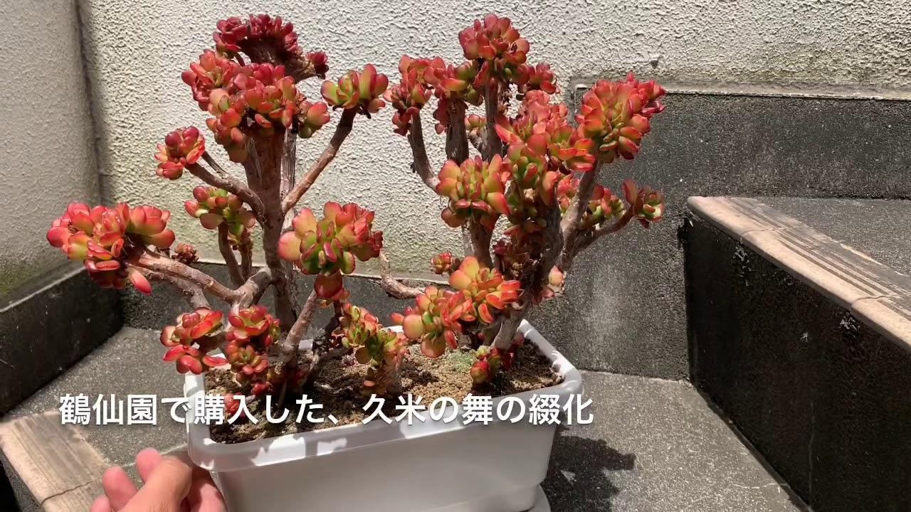 多肉植物久米の舞綴化echeveria Spectabilis Cristata Youtube