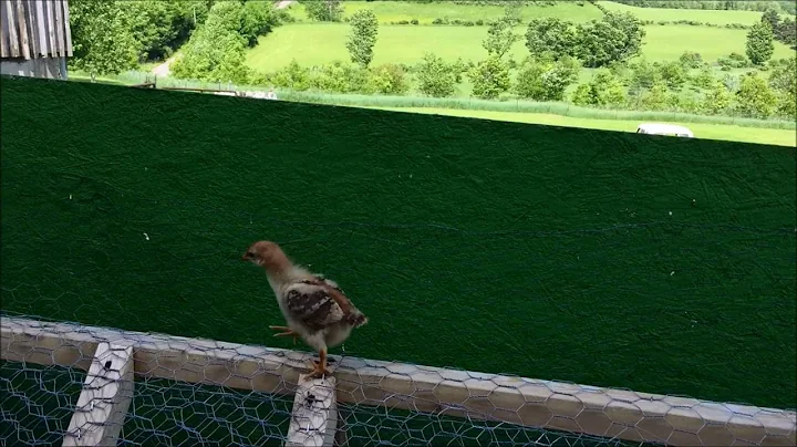 Chick Lessons