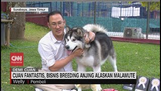 Cuan Fantastis, Bisnis Breeding Anjing Alaskan Malamute