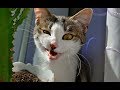 Смешные видео про кошек. Лучшие приколы с животными 2019 Смешные коты приколы 2019 Веселые кошки #73