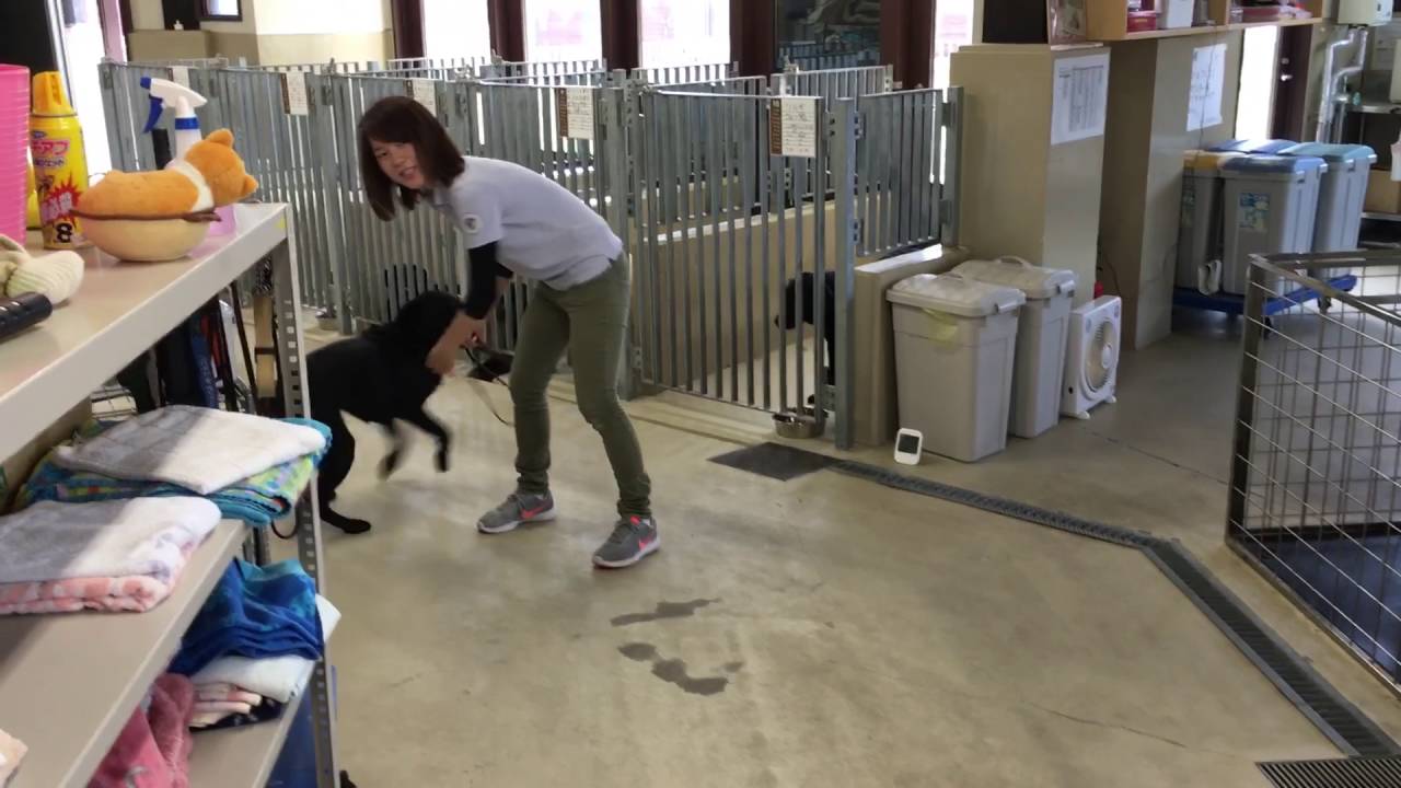 日本盲導犬協会 島根あさひ訓練センター トレーニング 岡山眼鏡店 Youtube