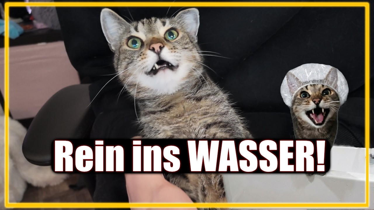 Mit der Katze im Bad - Ist es wirklich bei allen so?