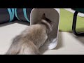 「最近お気に入りのMUJIケースCatVlog 43」を横にしてみた時の子猫の反応がこちら-CatVlog 49