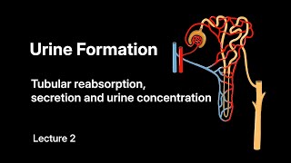 Urine Formation- Tubular reabsorption, secretion and concentration of urine