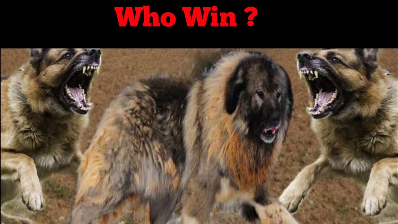 2 German Shepherd VS Caucasian Shepherd Who Is powerfull ? [in Hindi