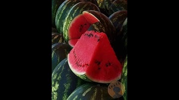 سورة إبراهيم🍏مقامات من قلب الحطيم🍏الشيخ ممدوح علي عبد الظاهر