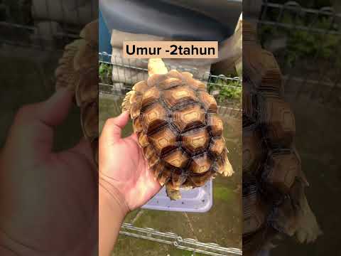 Video: Bolehkah anda mendapat scutes daripada membunuh penyu?