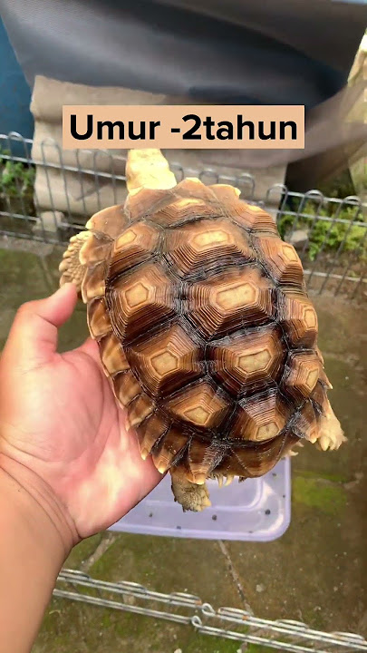 Perbandingan Ukuran Kura-kura Sulcata Dari Kecil Hingga Besar | Tortoise Comparison #shorts