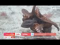 Пристрасті у родині восьминогів: чому посварились молюски на східному узбережжі Австралії
