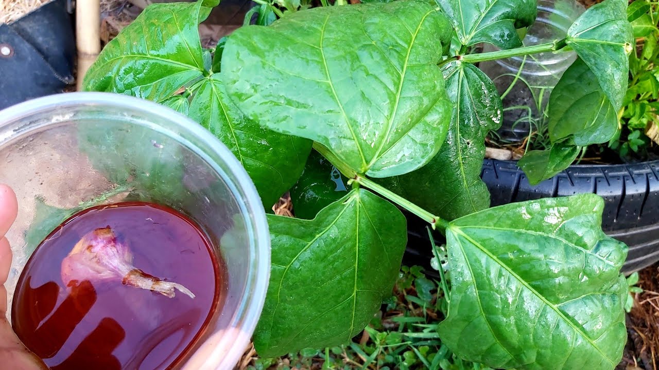 หนอนชอนใบถั่วฝักยาว ต้องจัดการให้อยู่หมัด ด้วยสูตรง่ายแต่เอาอยู่ ดาวจัดแล้วจ้า