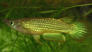 Golden Wonder Killifish Jumping Out Of The Water To Catch Crickets