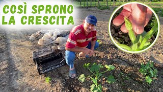 Ecco perché TOLGO le PRIME ZUCCHINE dalla pianta!