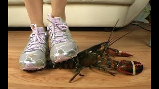 N43 Bug Crush Teaser -  Sneakers and Lobster