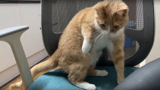 Medi Cat figures out a way to deal with hairdryer by Medi Cat 135 views 1 year ago 1 minute, 27 seconds