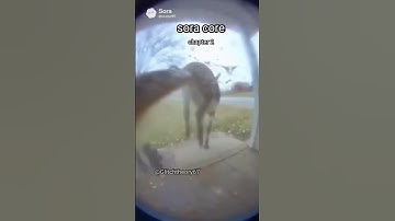 open ai sora core. №2 #openai #funny #memes #sora  #fypシ  #shorts