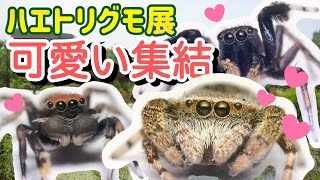 [Excited] I went to the jumping spider exhibition! Spiders who are too cute and too unique!