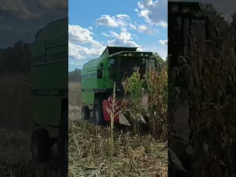 Kombajniranje #agriculture #farming