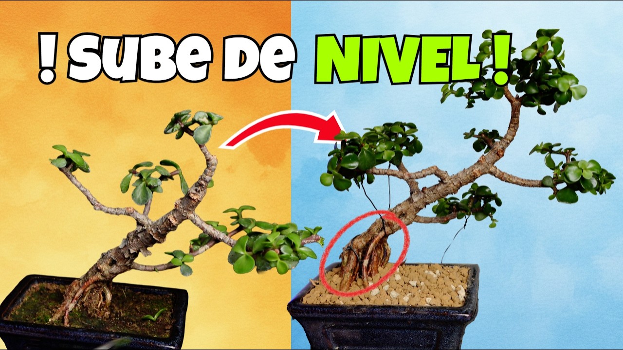 Sube tu Portulacaria afra de nivel (neagari)