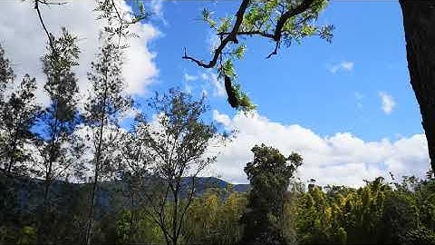 How to catch a bee swarm high in a tree