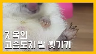 지옥의 고슴도치 발 씻기기