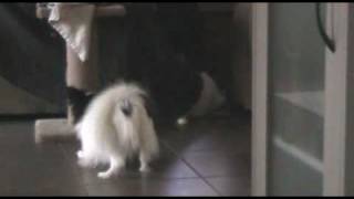 My Papillon, Little Bit, plays with my cat