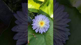 Lotus flower/water lilylotusflower viral shots youtubeshorts DevendraNagBonsai