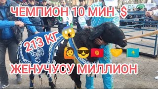 #КАЗАКСТАН ВЫСТАВКА N°_5 БӨЛҮК АБСОЛЮТ ЭН МЫНКТЫ ЧЕМПИОНДОР КРЧКОРЛОР