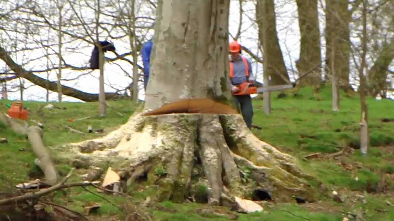 Felling big beech tree in Scotland - YouTube