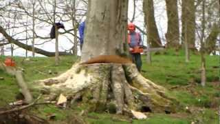 Wind damaged tree, rotten and to be cut up for firewood.