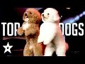 The Best Dog Auditions EVER On Got Talent From Around The World