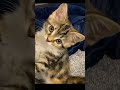 look at my new cat #jujutsukaisen #jjk #jjs #cat #funny #memes