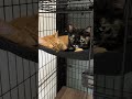 Cute cats #adoreble #cat #cute #adorably #kitten #cutecat #kitty