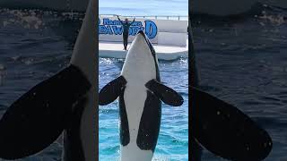 ランのミミックジャンプ高っ!! #Shorts #鴨川シーワールド #シャチ #Kamogawaseaworld #Orca #Killerwhale