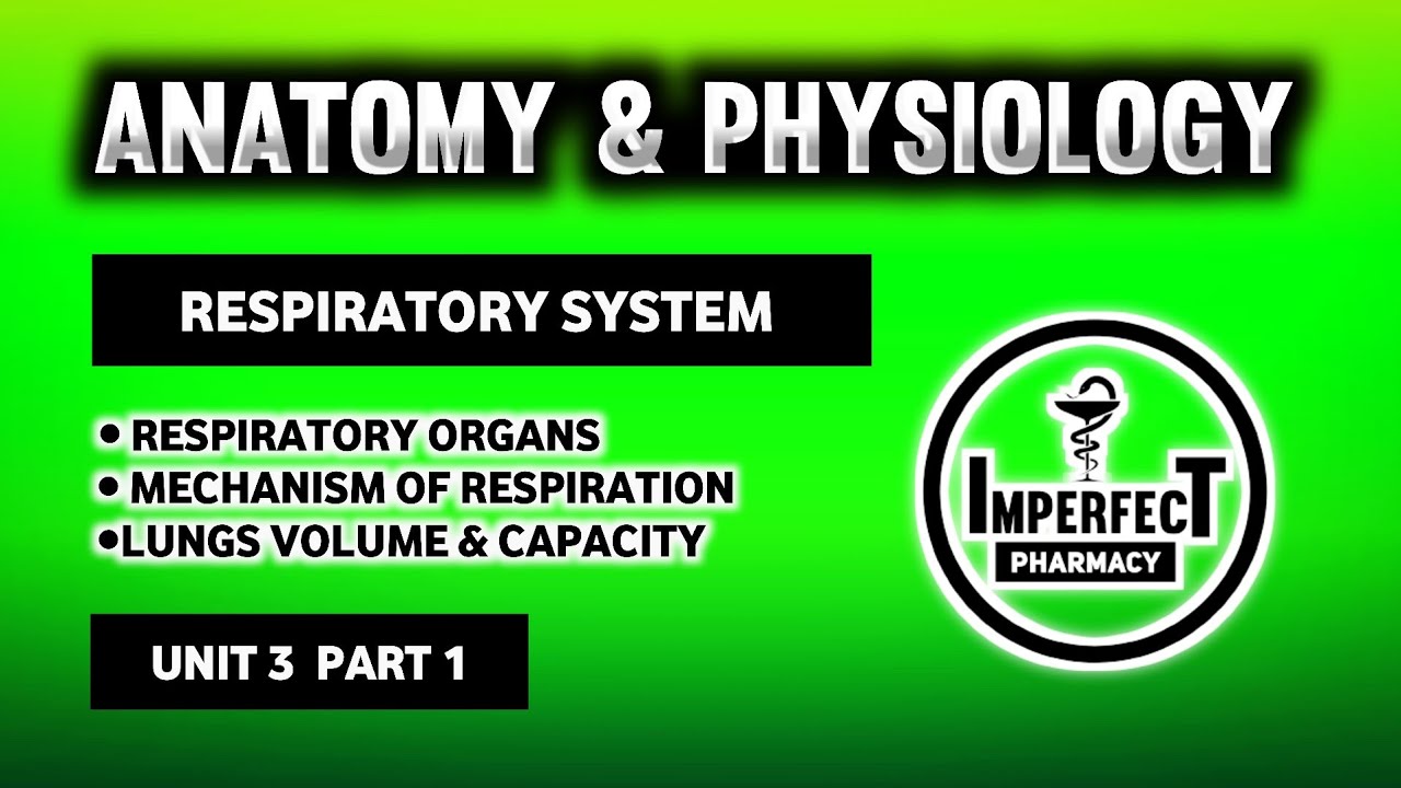 Respiratory System | Mechanism Of Respiration | Lungs Volume | Lungs Capacity | HAP | B Pharma