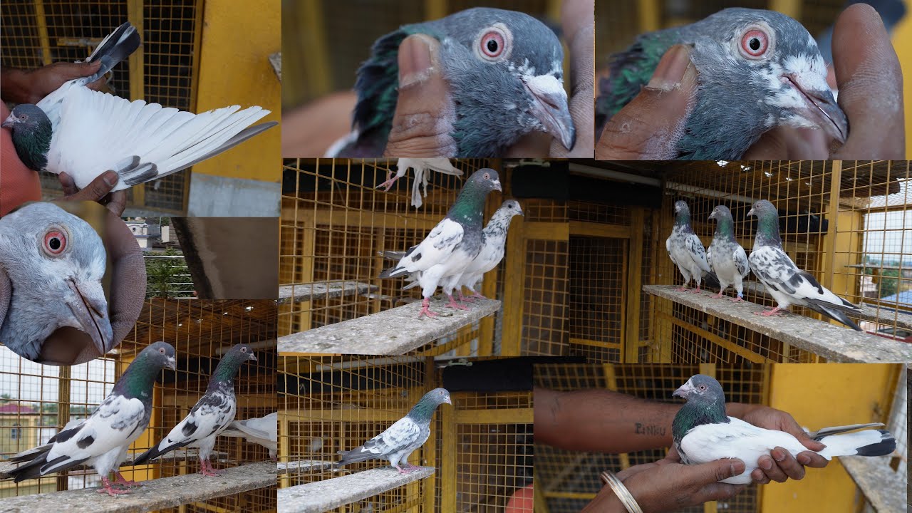 TEDDY , GOLDEN , KAMAGAR , DABWALE PIGEONS OF PINKU , ICCHAPUR - 7003750238