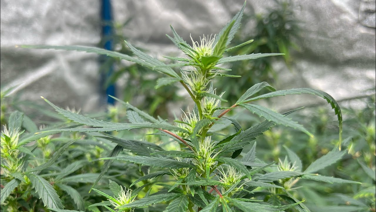 Unboxing a Vivosun Aerozesh T6 with grow hub