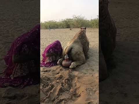 مشهد لجمل يستعيد شيئا مخبأ في إناء فخاري 