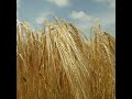 Malting Barley Conference 2021 – the Q&amp;A panel session
