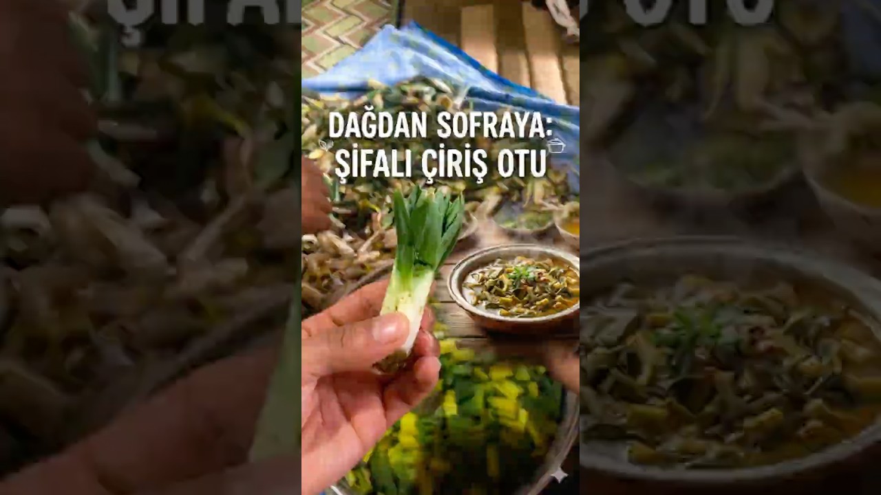 Dağlardan Gelen Şifa: Çiriş Otu Nasıl Pişirilir? #doğa #yemektarifi #çirişotu #nature #şifalıbitki Dağlardan Gelen Şifa: Çiriş Otu Nasıl Pişirilir? #doğa #yemektarifi #çirişotu #nature #şifalıbitki