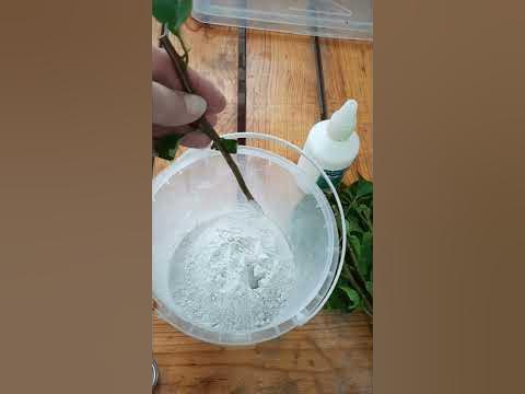 Ризопон укоренитель черенков - YouTube