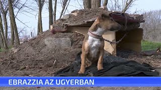 Ebrazzia Az Ugyerban