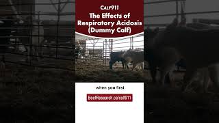 'Dummy calf' -- The effects of respiratory acidosis in newborn calves  #beefcattle #calving #calf911
