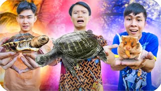 Tony | 1 Ngày Nuôi Thú Cưng 🐢 Tập 4