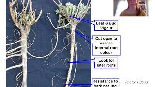 Alfalfa Winterkill: Plant Counts and Root Health