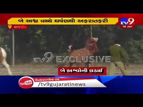 2 horses fight during 'Horse Show' in Rajkot| TV9News