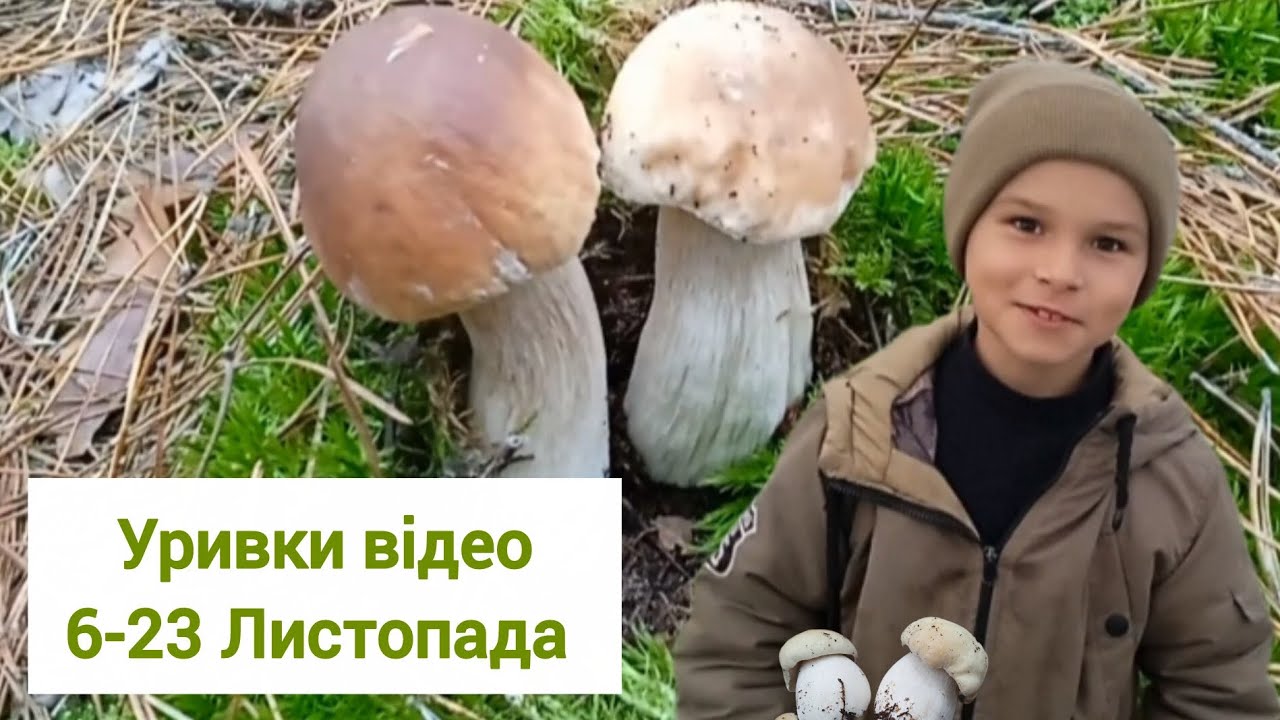 Цікаві моменти про білі гриби 