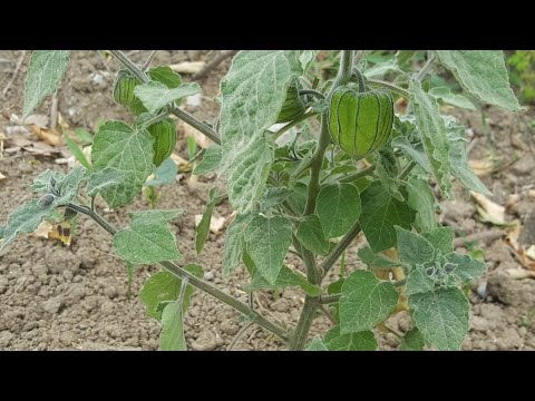 Video: Altın çilek ne kadar sürer?