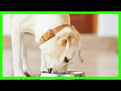 Video: Diäten Für Hunde Mit Kupfer-assoziierter Lebererkrankung
